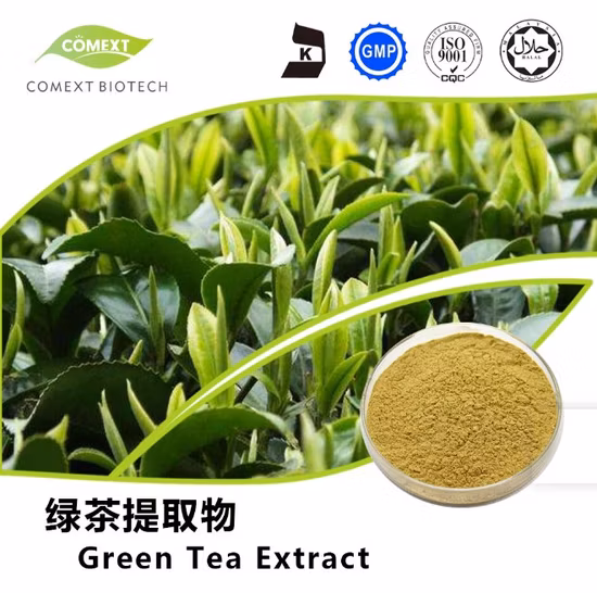 Precio más bajo extracto de té verde orgánico 98% polifenoles de té