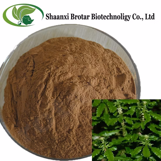 New Huperzia Serrata Plant Extract