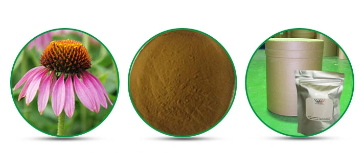 Popular Plant Extract Powder Echinacea Purpurea Extract Powder Echinacea Extract