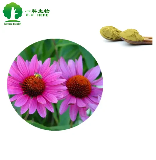 E. K Herb 100% Natural Pure Echinacea Purpurea Extracto de ácido cichorico, polifenoles HPLC UV Echinacea Extract