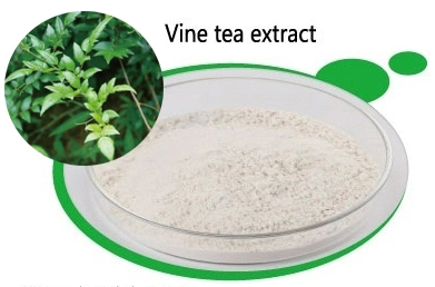 Extracto de té de dihidromiricetina Dhm Vine / Uncaria Gambir / Extracto de té de ratán