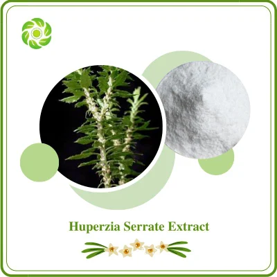 World Well-Being Biotech ISO&FDA Certificado Natural Plant Extract 1% 98% Huperzine a Huperzia Serrate Extract