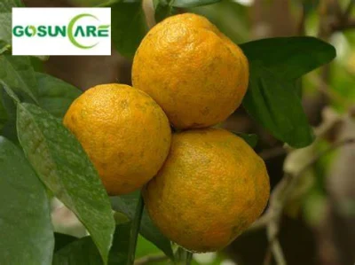 Polvo de extracto de naranja amarga / 6% - 98% extracto de fruta cítrica Aurantium de Synephrine